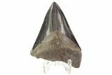 Bargain, Serrated, Fossil Megalodon Tooth - Georgia #77586-2